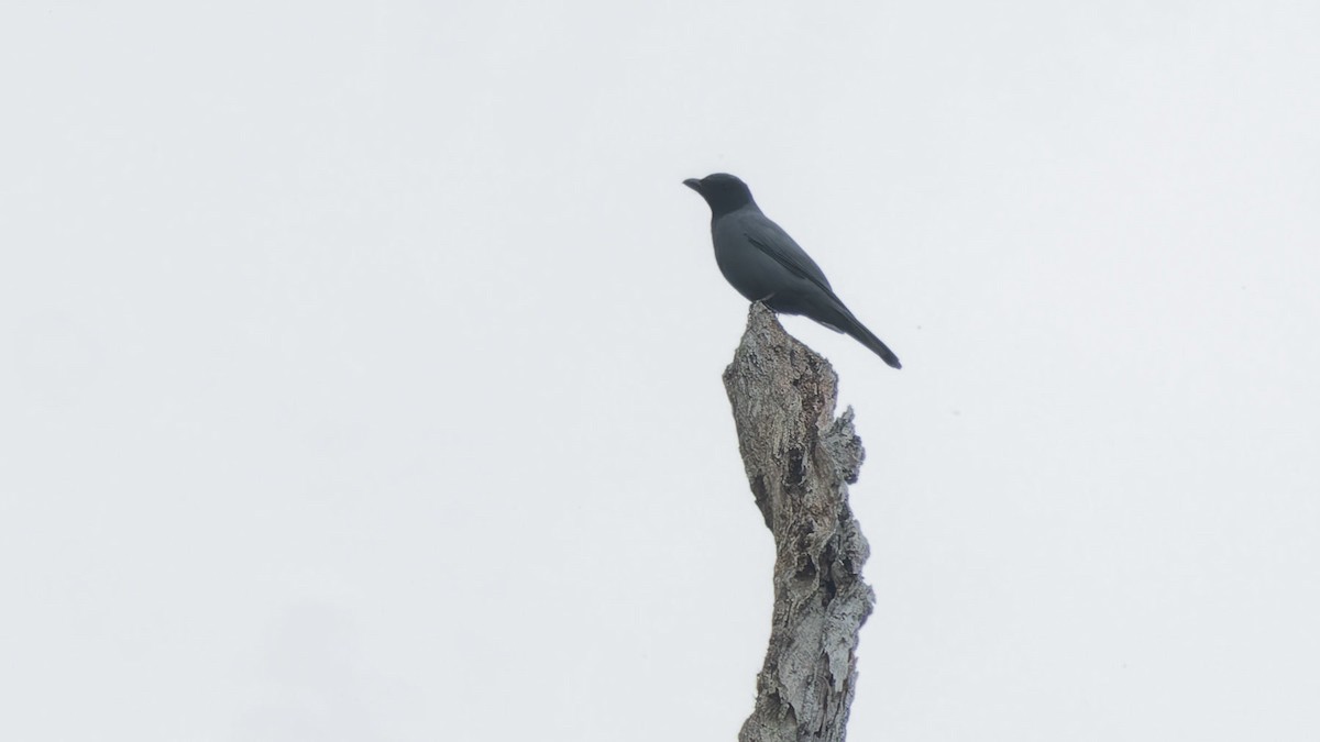 Sunda Cuckooshrike - ML644616882