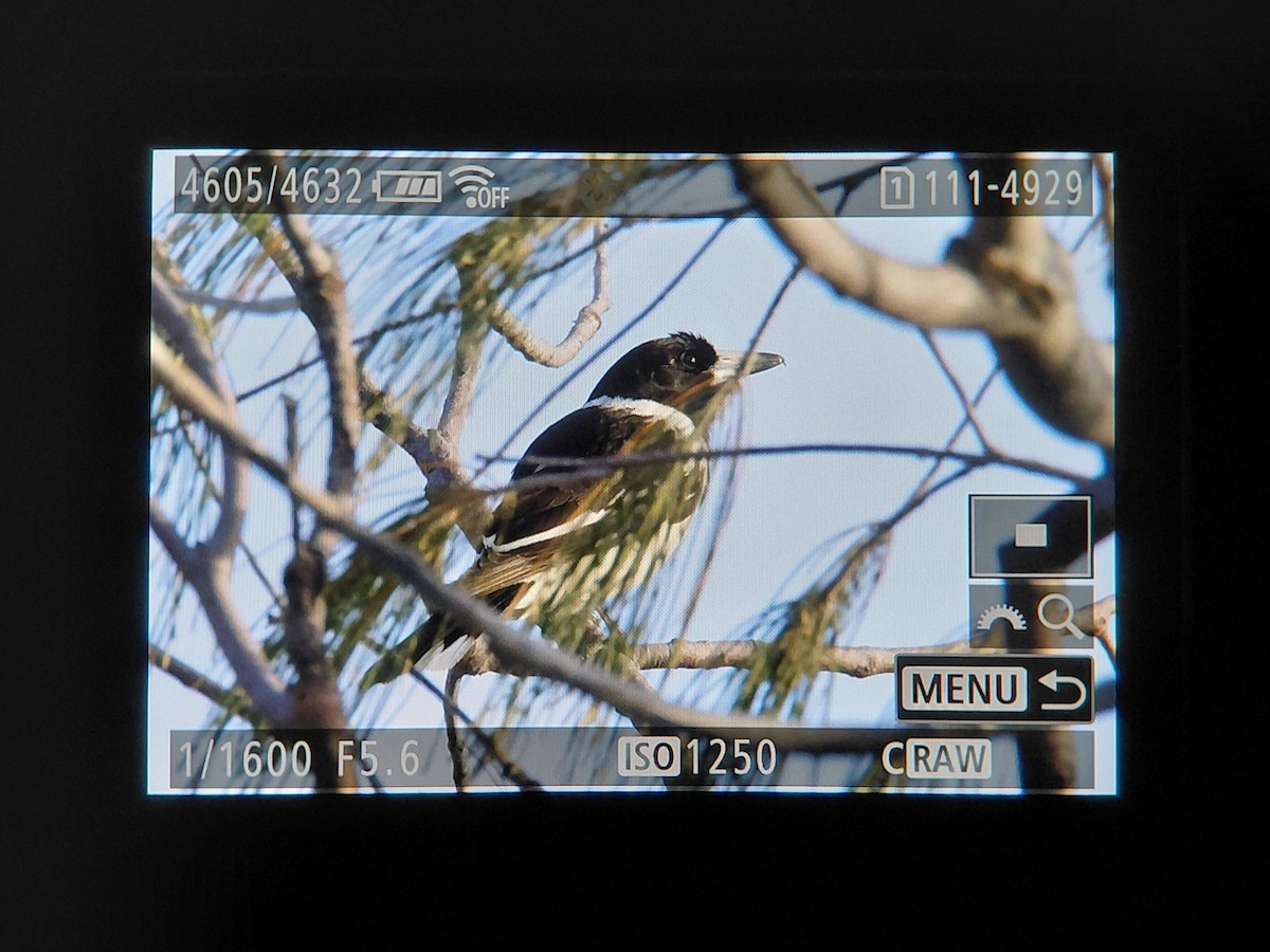 flétňák černohrdlý - ML644616896