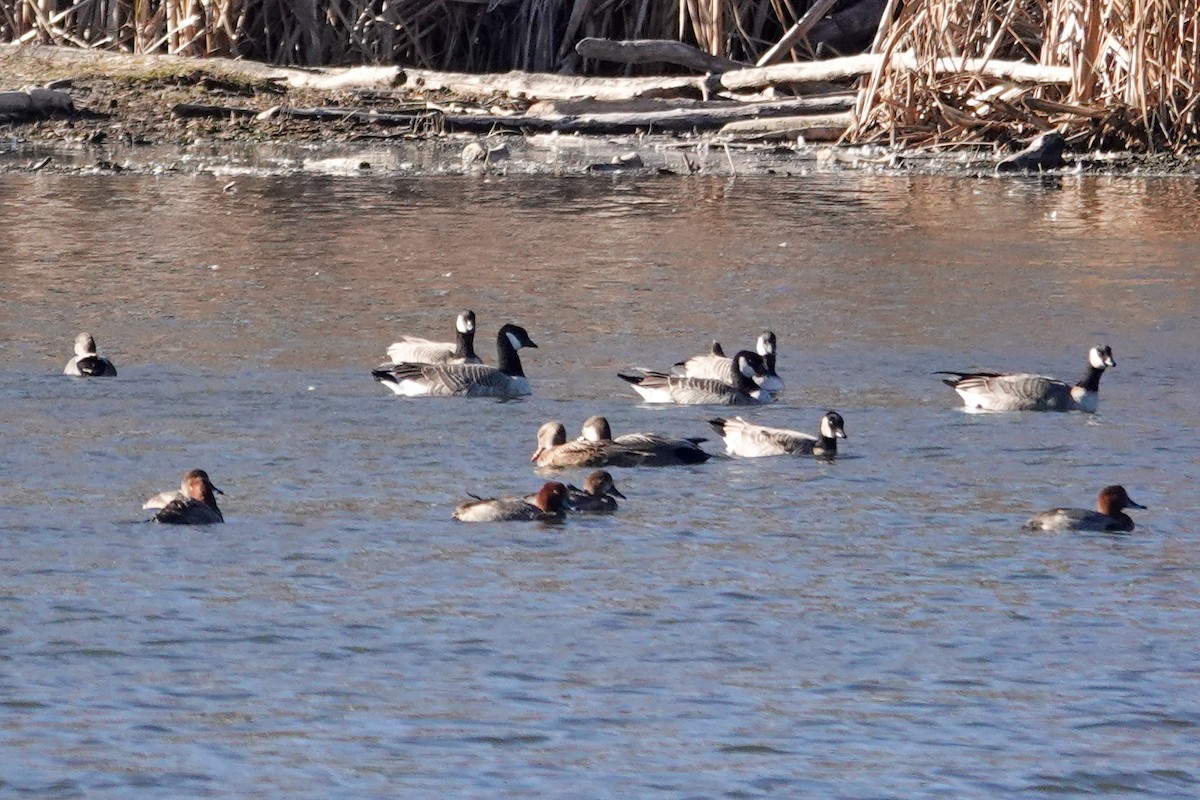 Redhead - ML644616900