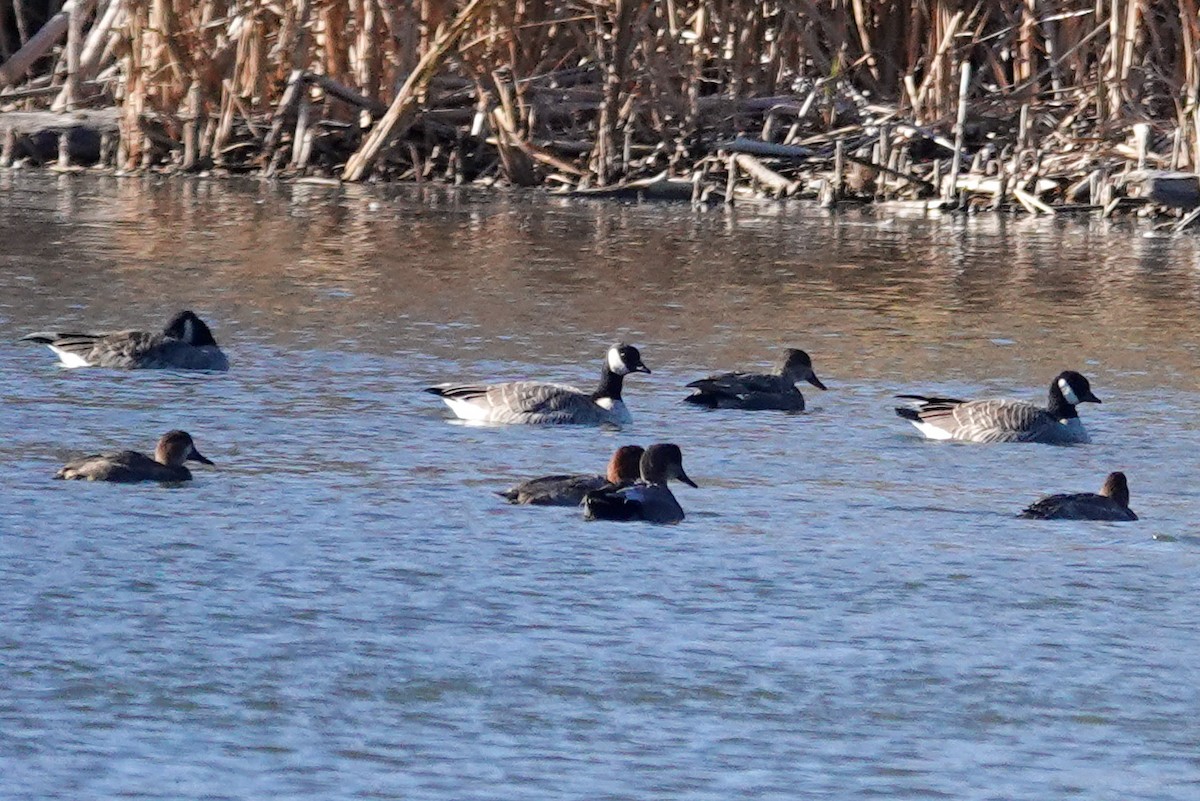 Redhead - ML644616901
