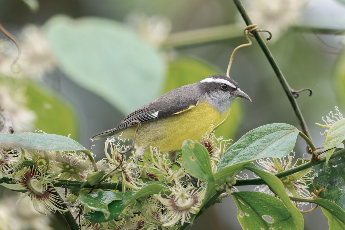 Sucrier à ventre jaune - ML644616903