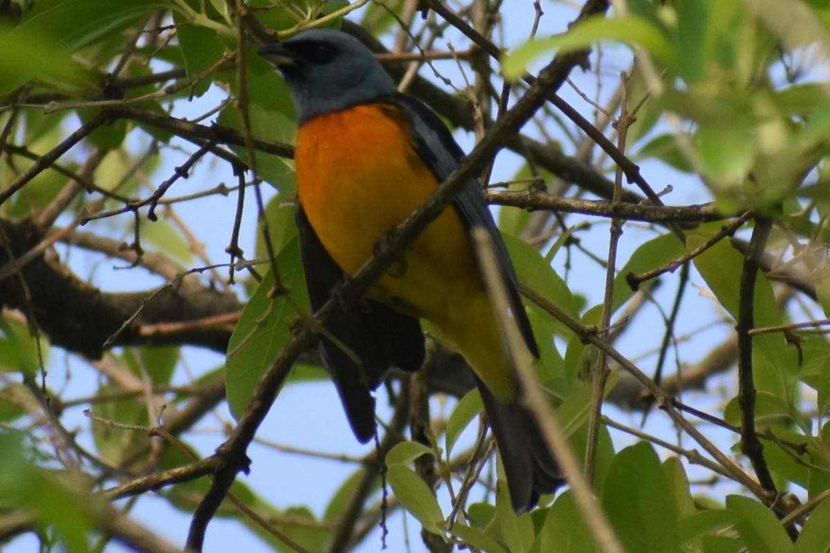 Blue-and-yellow Tanager - ML644616922