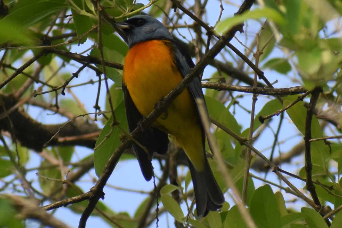 Blue-and-yellow Tanager - ML644616924