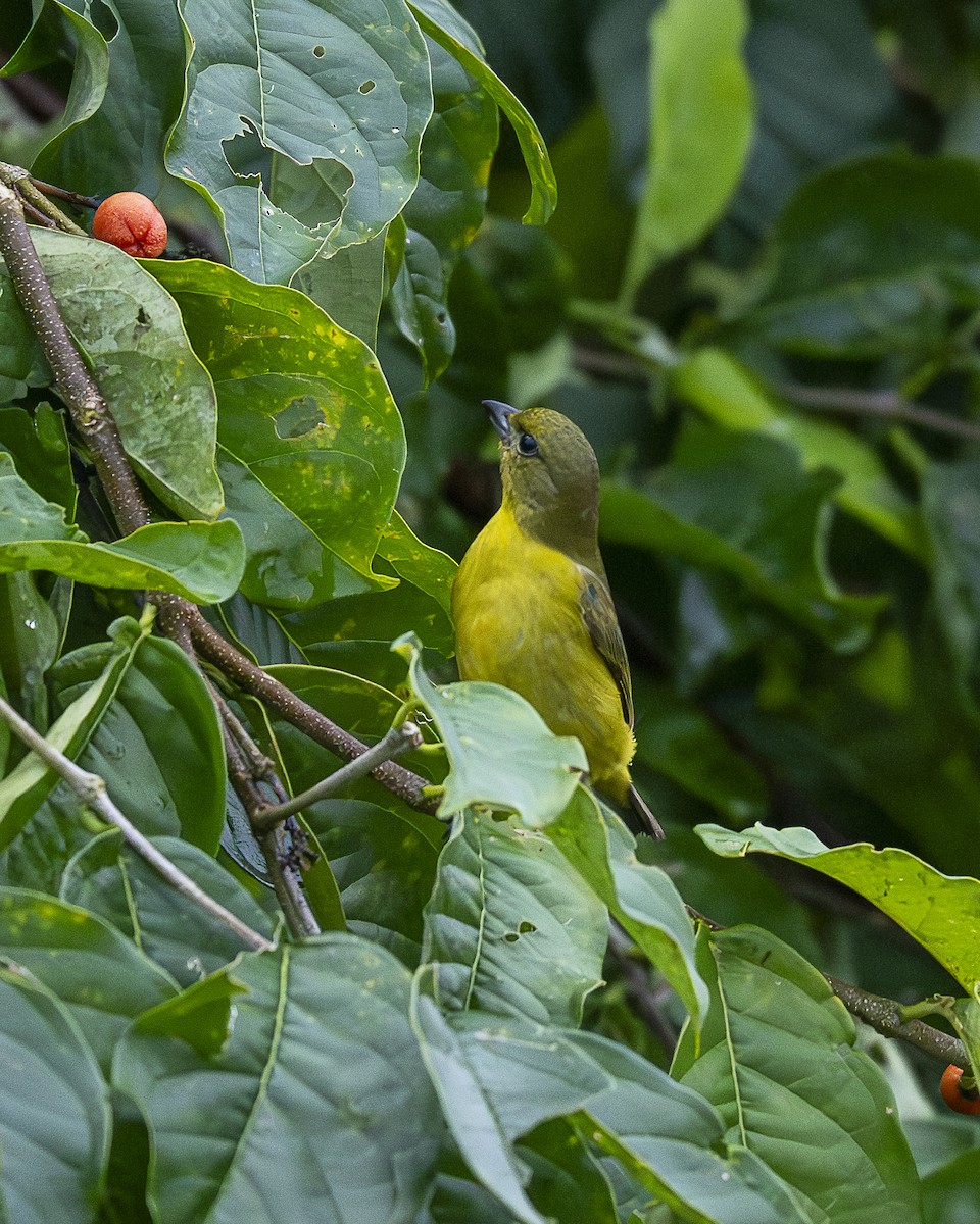 Thick-billed Euphonia - ML644616932