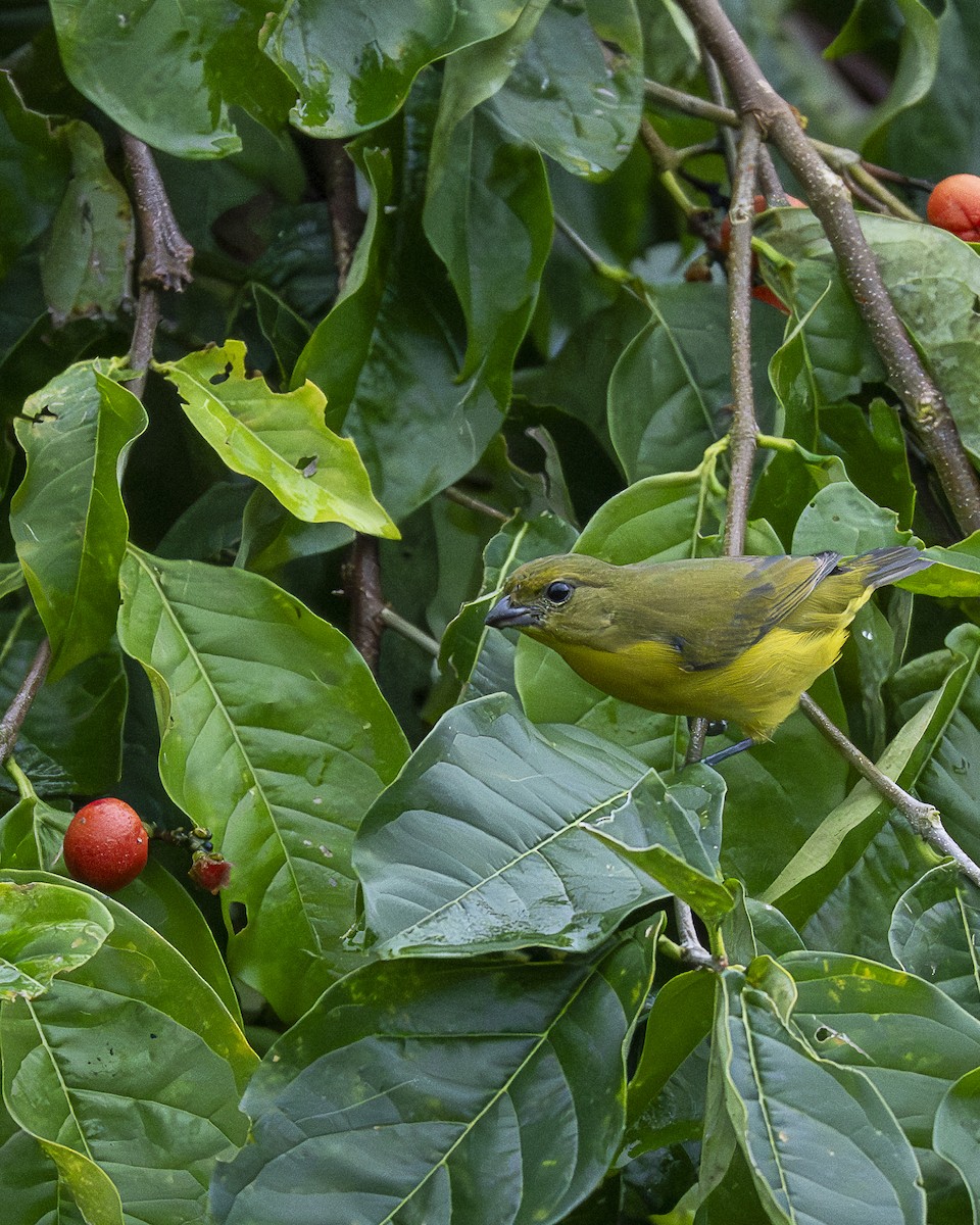 Thick-billed Euphonia - ML644616933