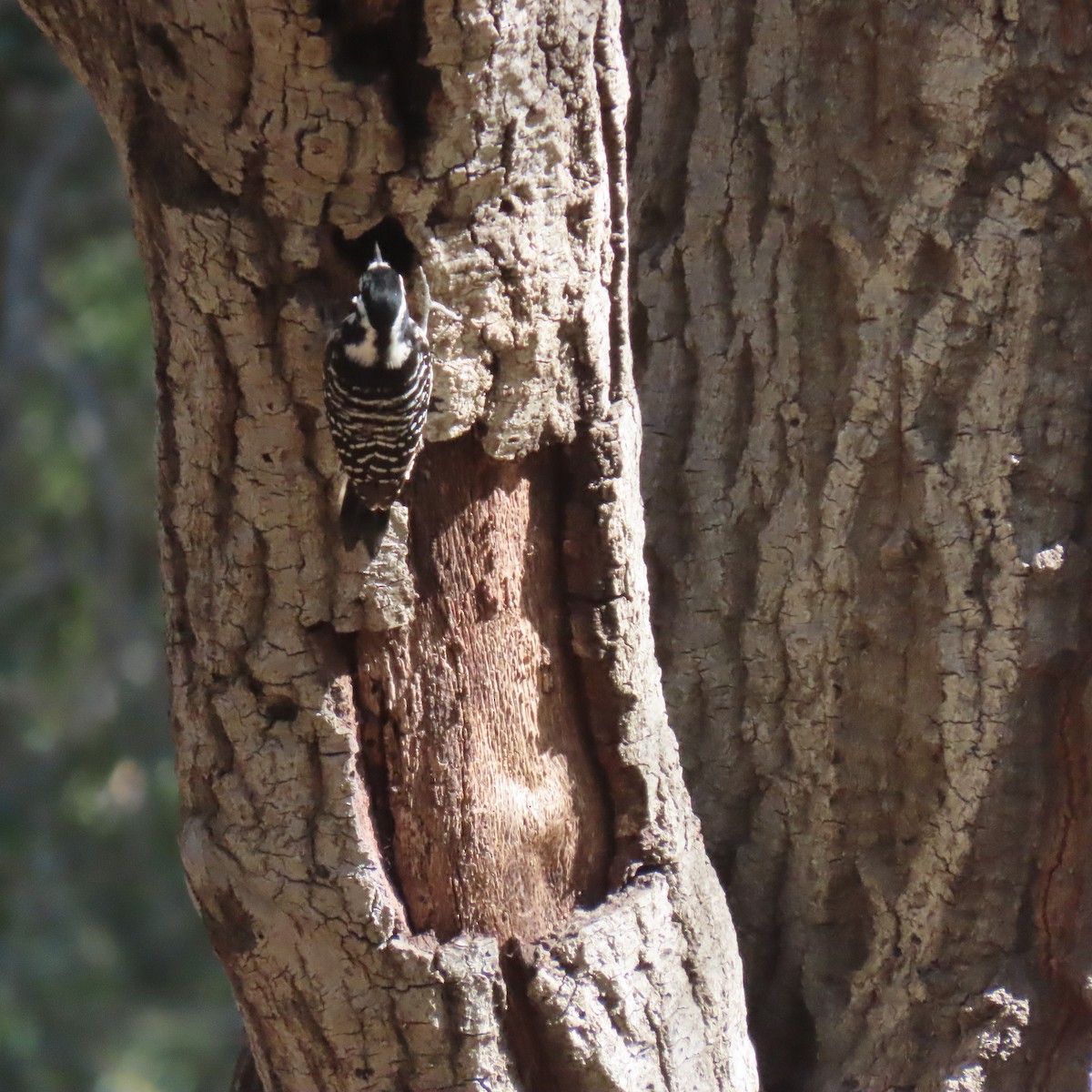 シロハラシマアカゲラ - ML644616934