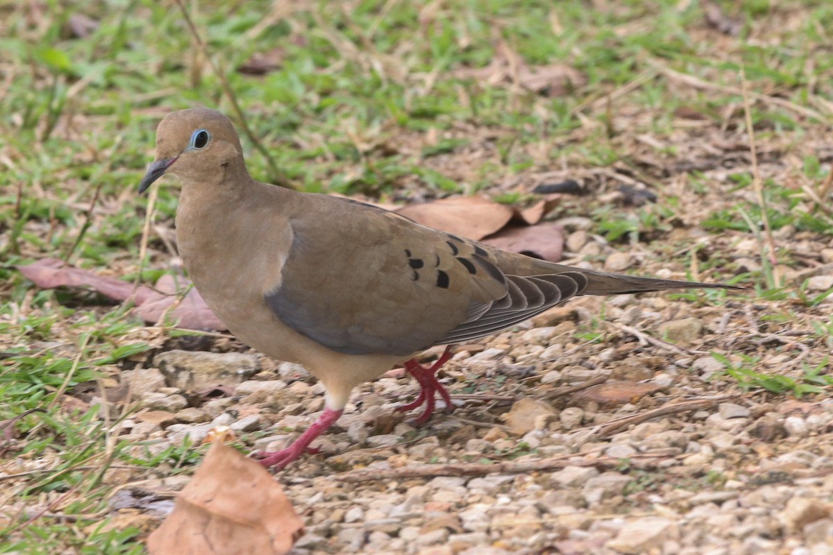 Mourning Dove - ML644616951