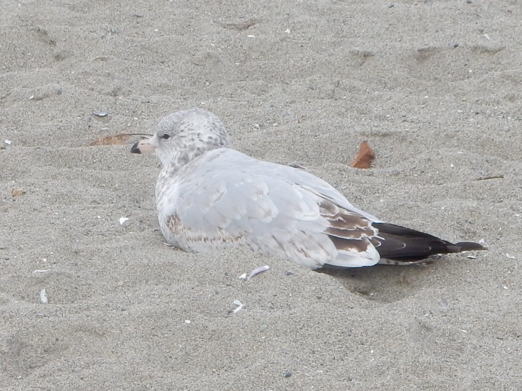 Ring-billed Gull - ML644616952