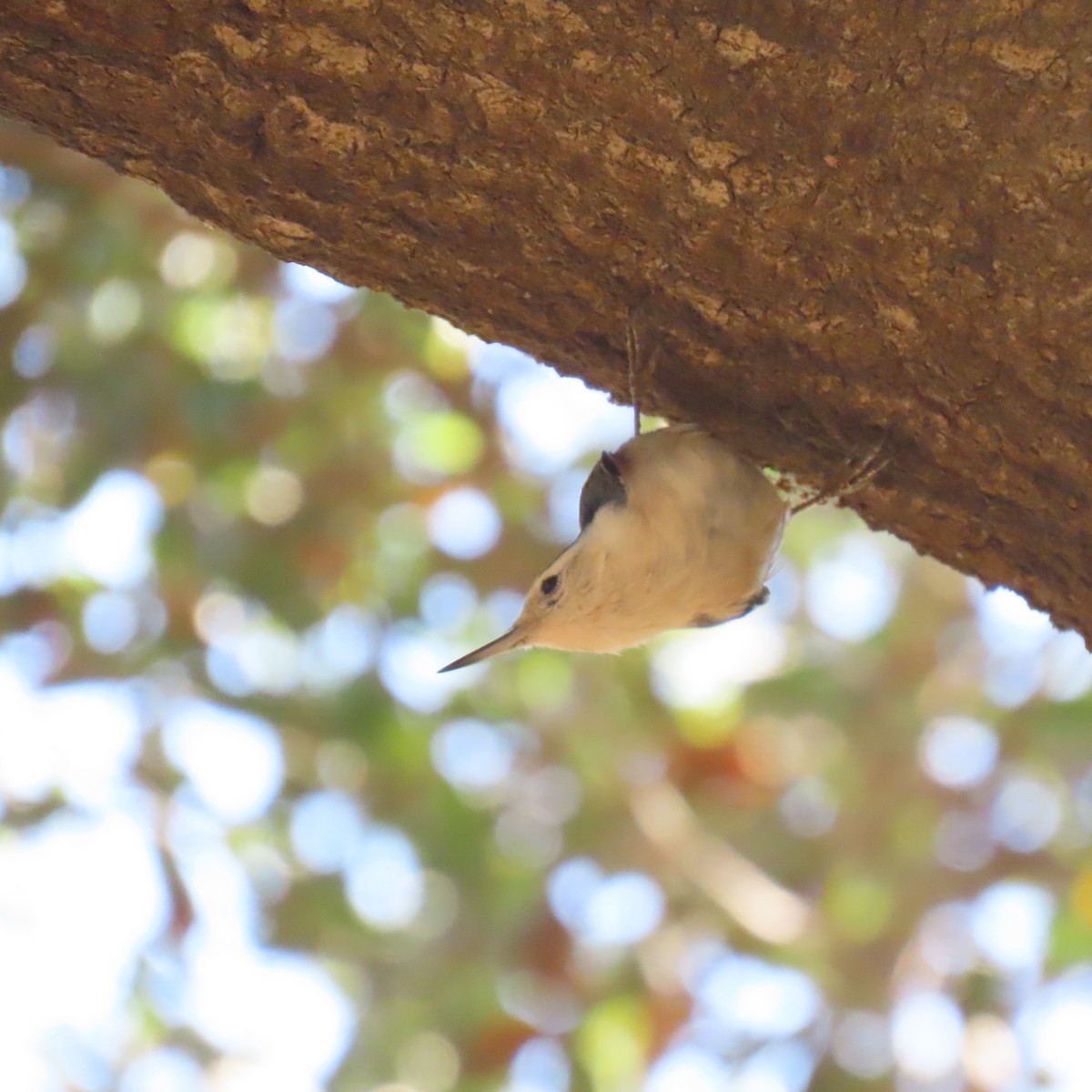 Sittelle à poitrine blanche - ML644616953