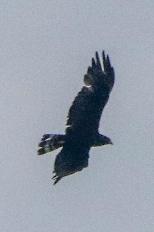 Zone-tailed Hawk - ML644616961