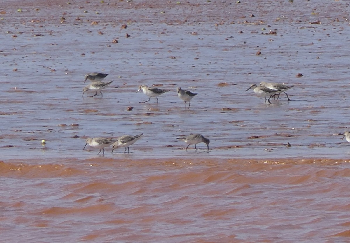 Curlew Sandpiper - ML644616962