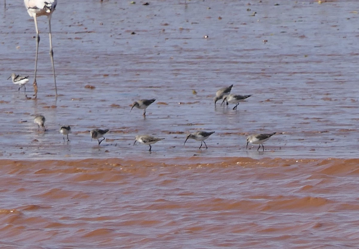 Curlew Sandpiper - ML644616963