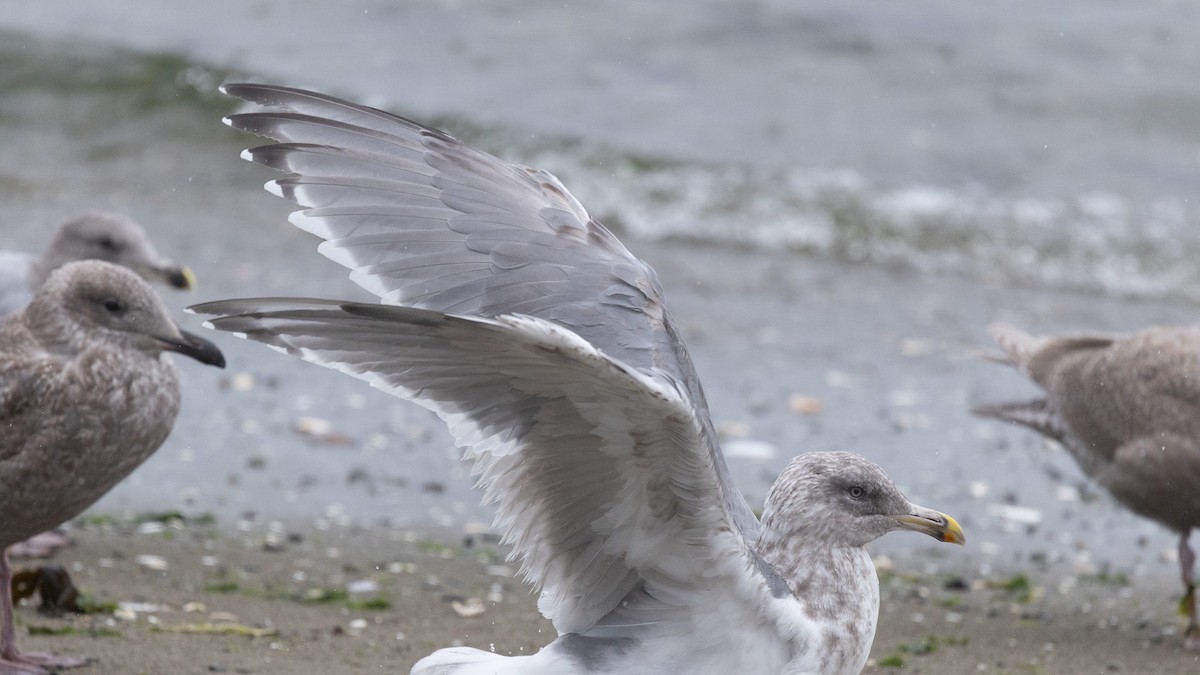 שחף בלתי-מזוהה - ML644616966