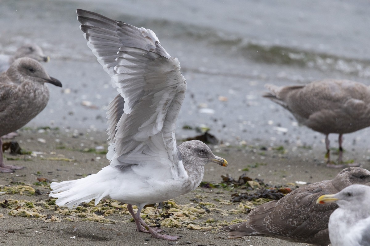 שחף בלתי-מזוהה - ML644616967