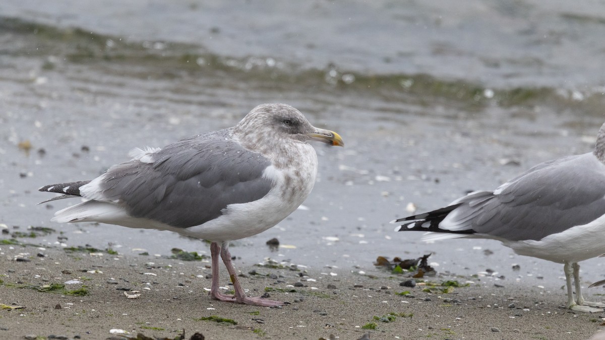 שחף בלתי-מזוהה - ML644616968