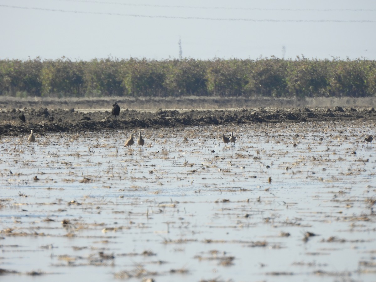 Кульон американський - ML644616978