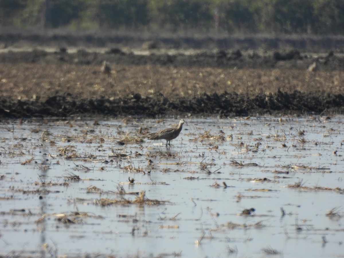 Кульон американський - ML644616980