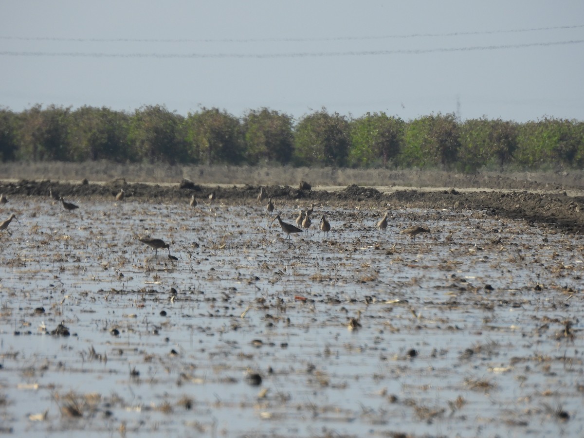 Кульон американський - ML644616981