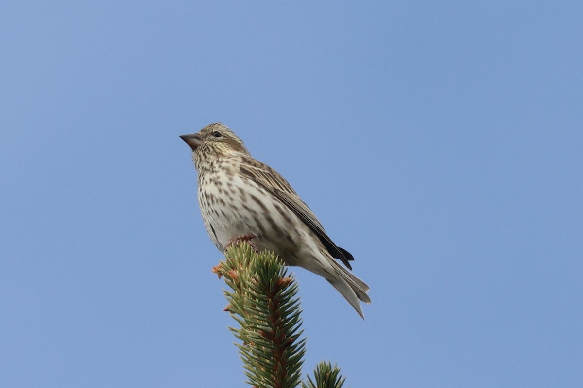 hýl rudokorunkatý - ML644616983