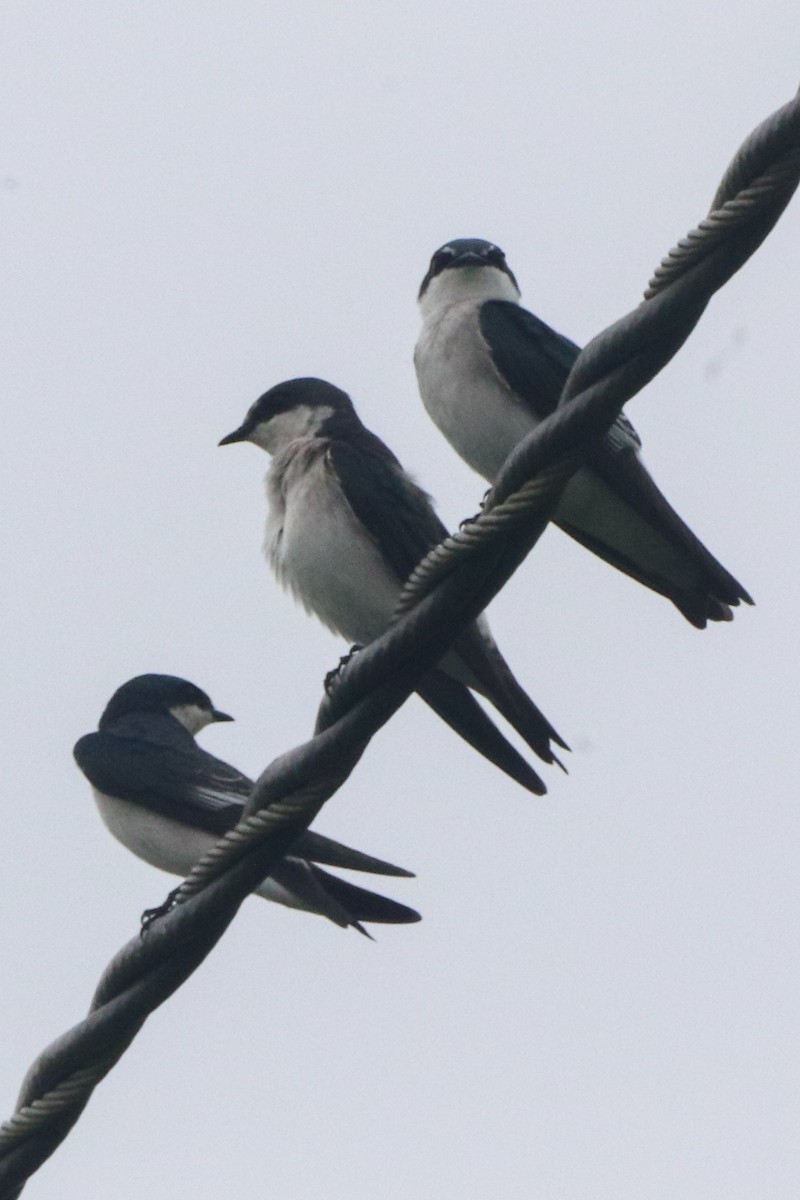 Mangrove Swallow - ML644616984