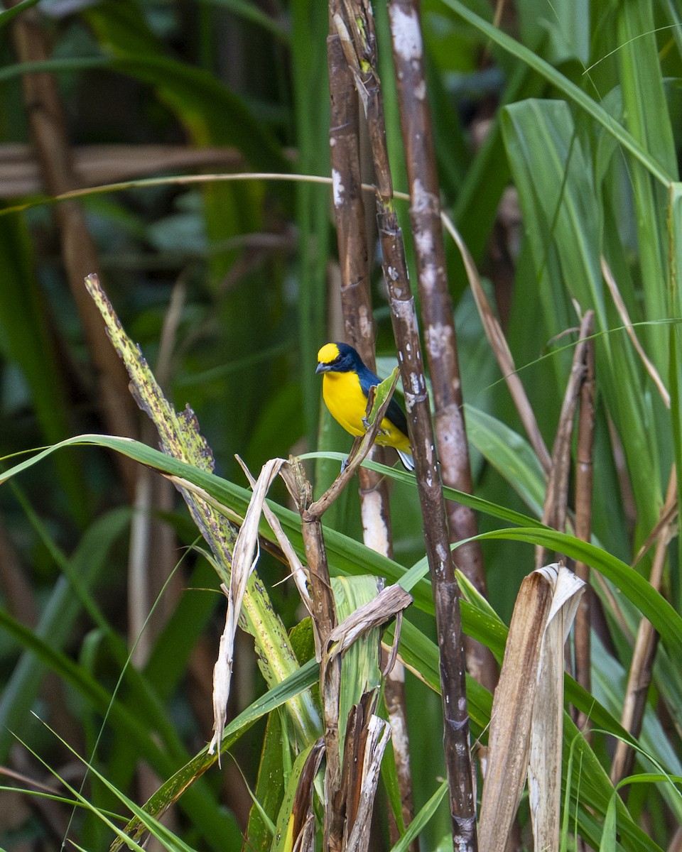 Thick-billed Euphonia - ML644616985
