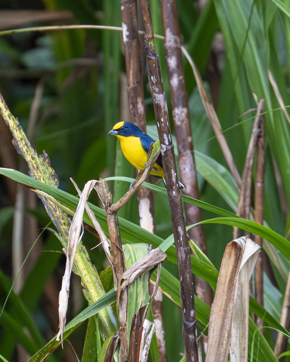 Thick-billed Euphonia - ML644616986