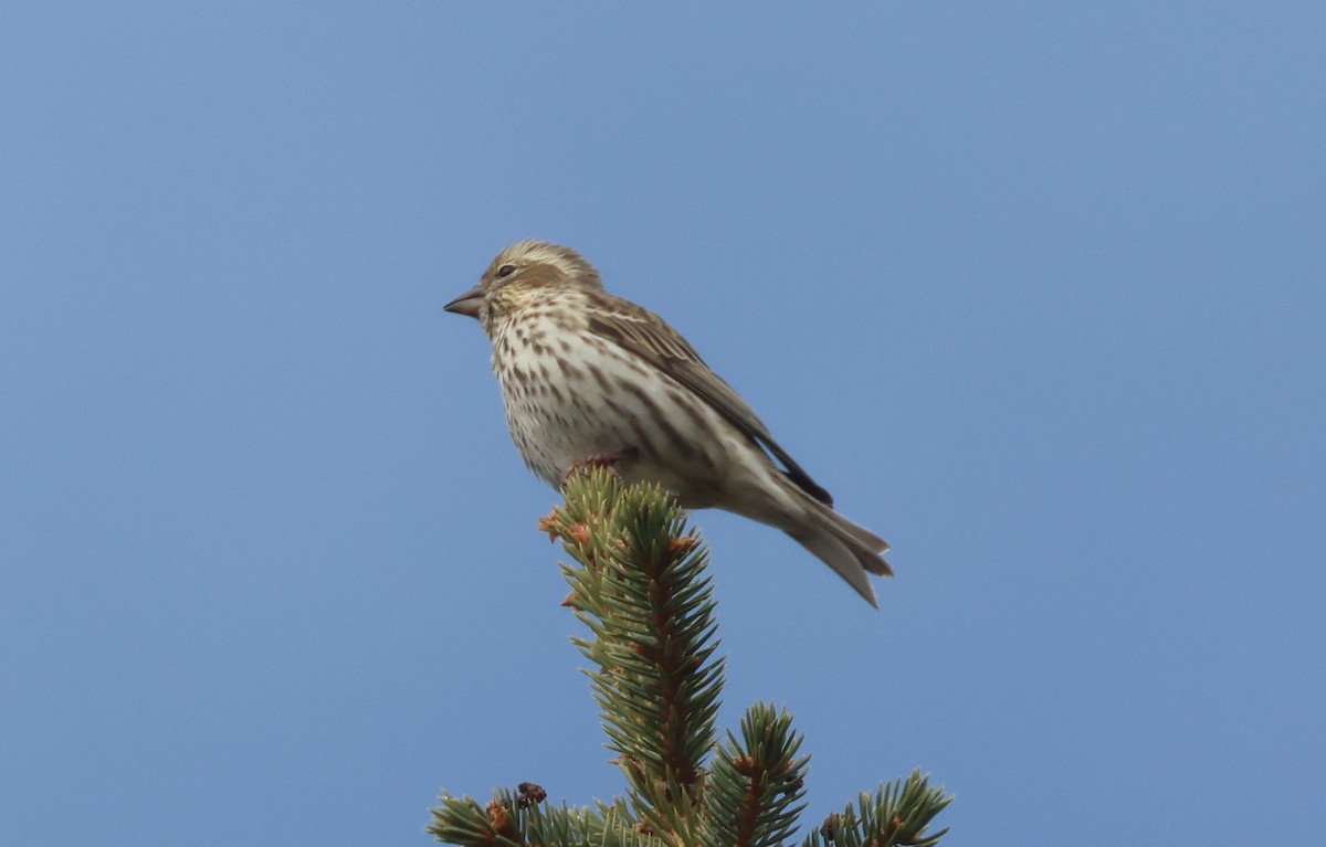 hýl rudokorunkatý - ML644616998