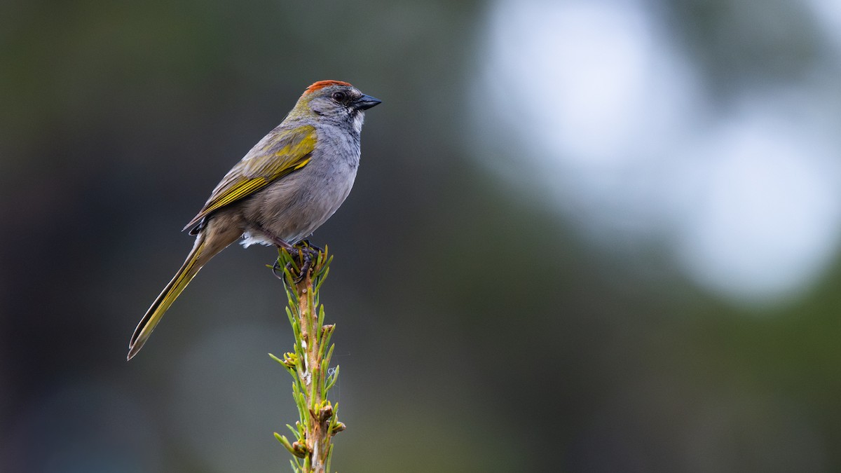 Green-tailed Towhee - ML644617000