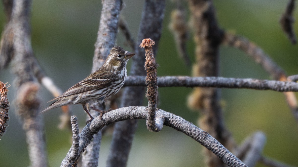Cassin's Finch - ML644617010