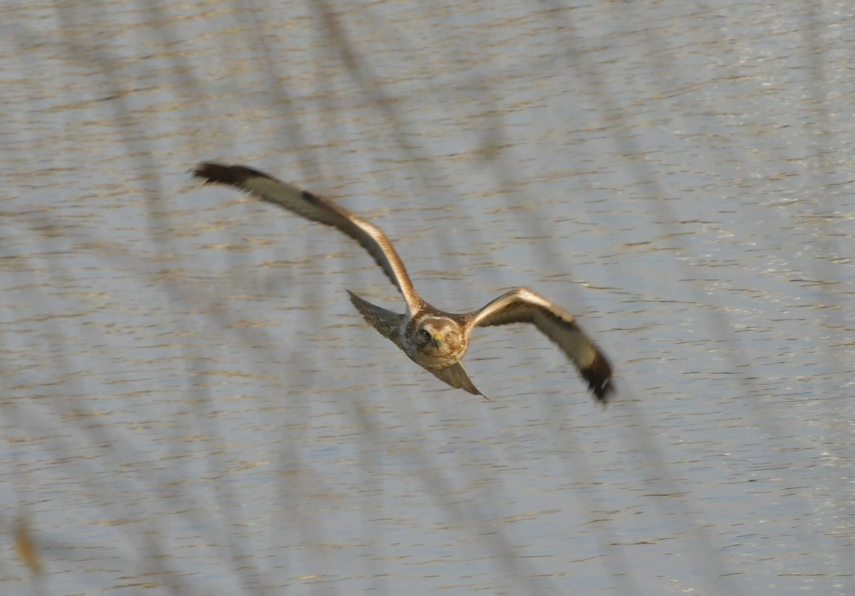 Upland Buzzard - ML644617011