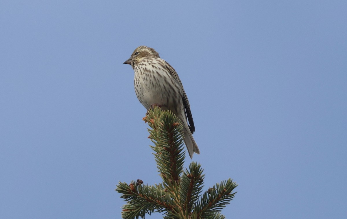 hýl rudokorunkatý - ML644617013