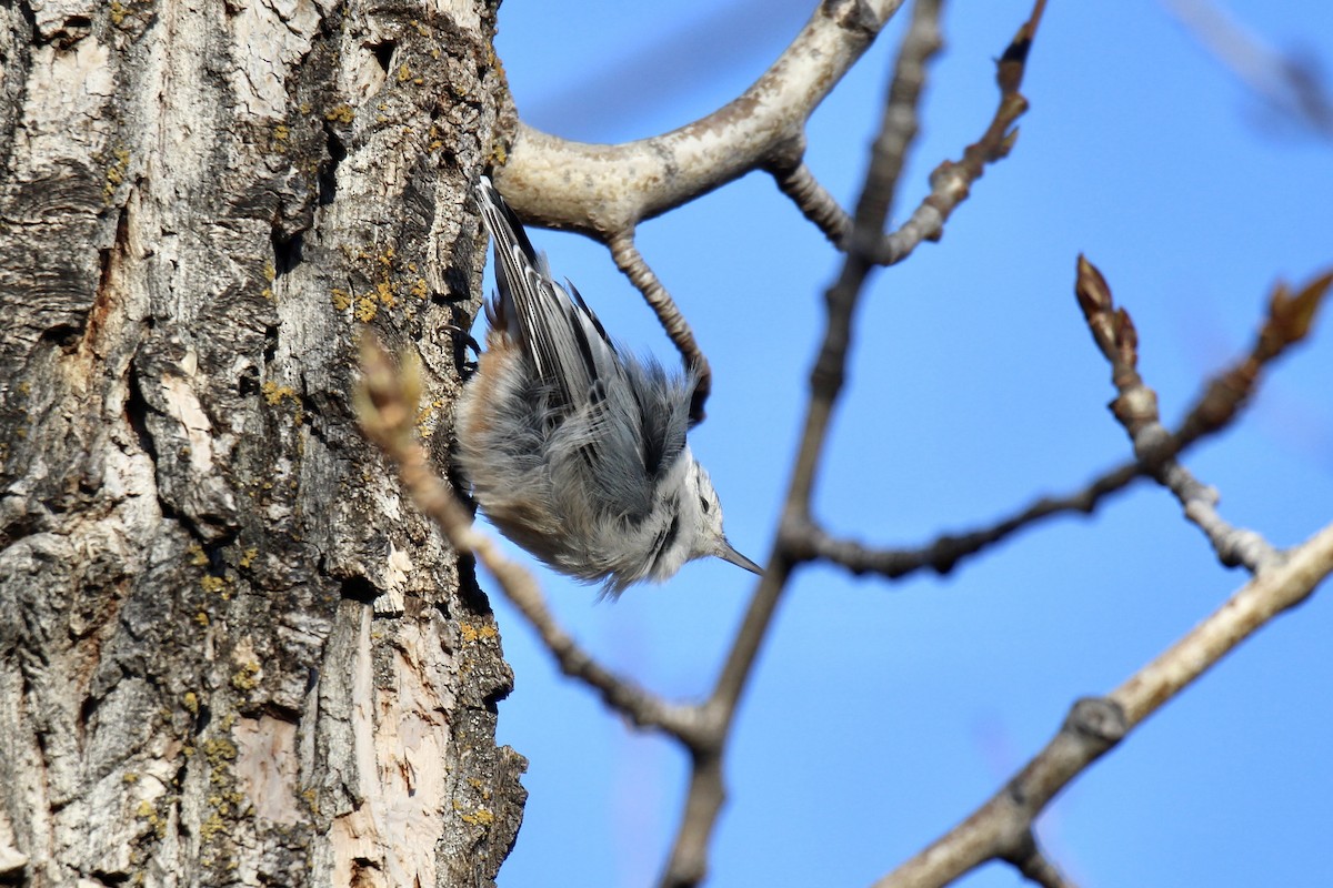Sittelle à poitrine blanche (carolinensis) - ML644617027