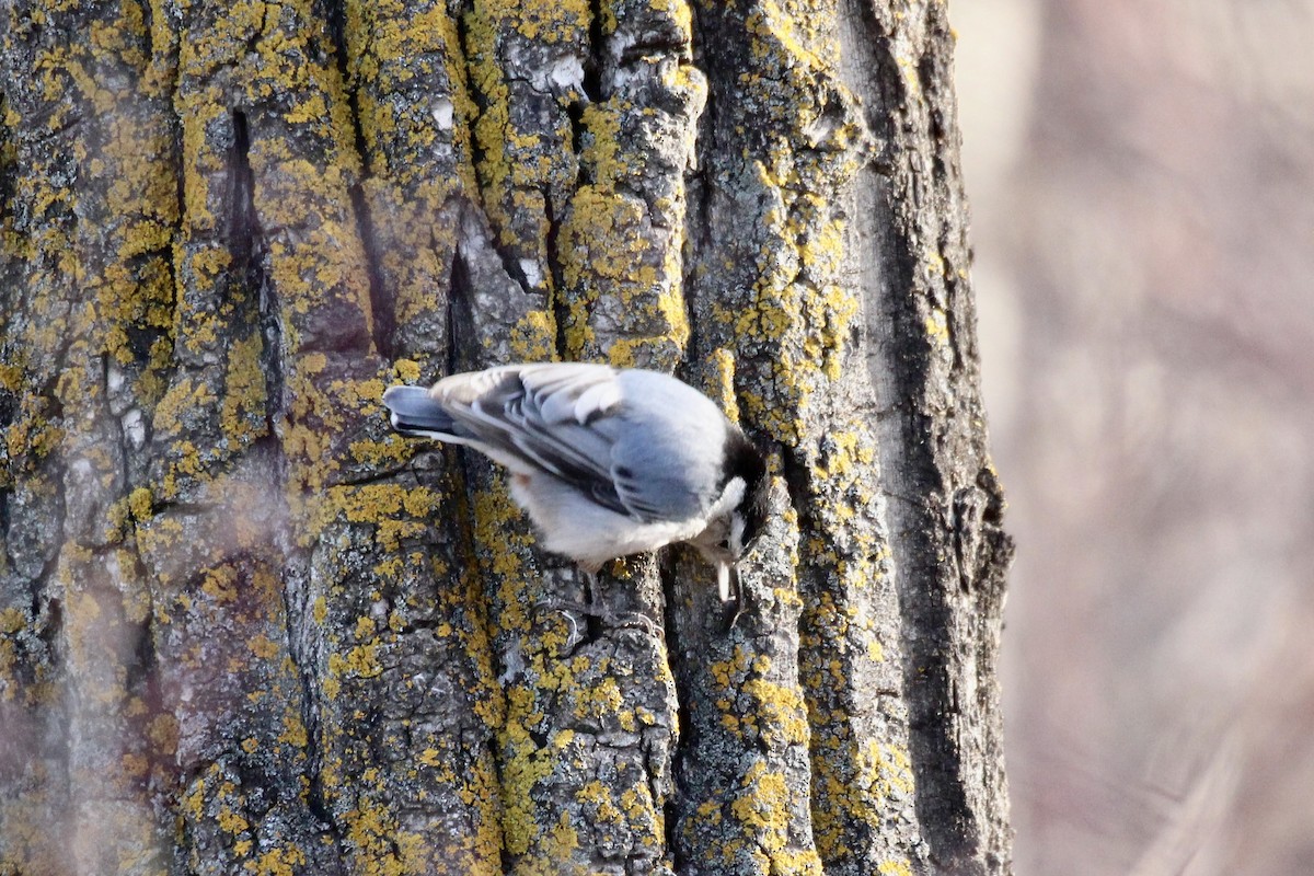 Sittelle à poitrine blanche (carolinensis) - ML644617028