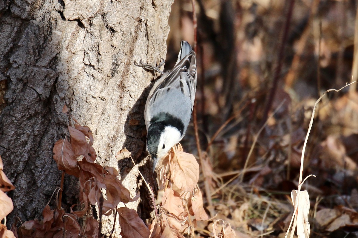 Sittelle à poitrine blanche (carolinensis) - ML644617030