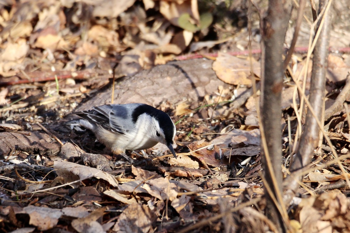 Sittelle à poitrine blanche (carolinensis) - ML644617031