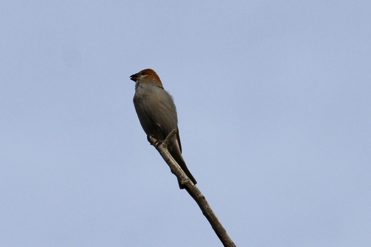 konglebit - ML644617040