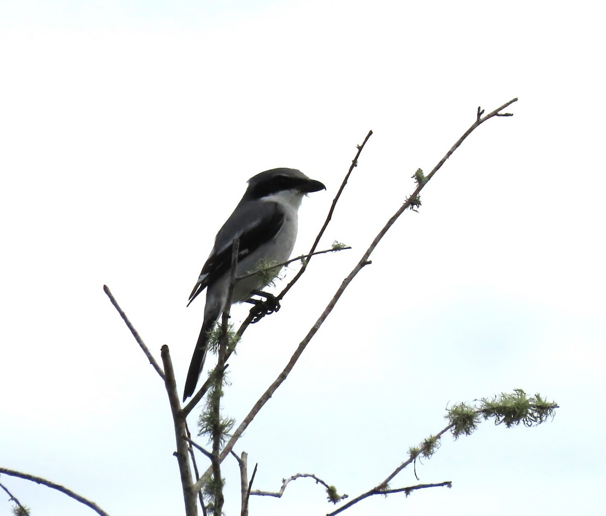 Американский сорокопут - ML644617047