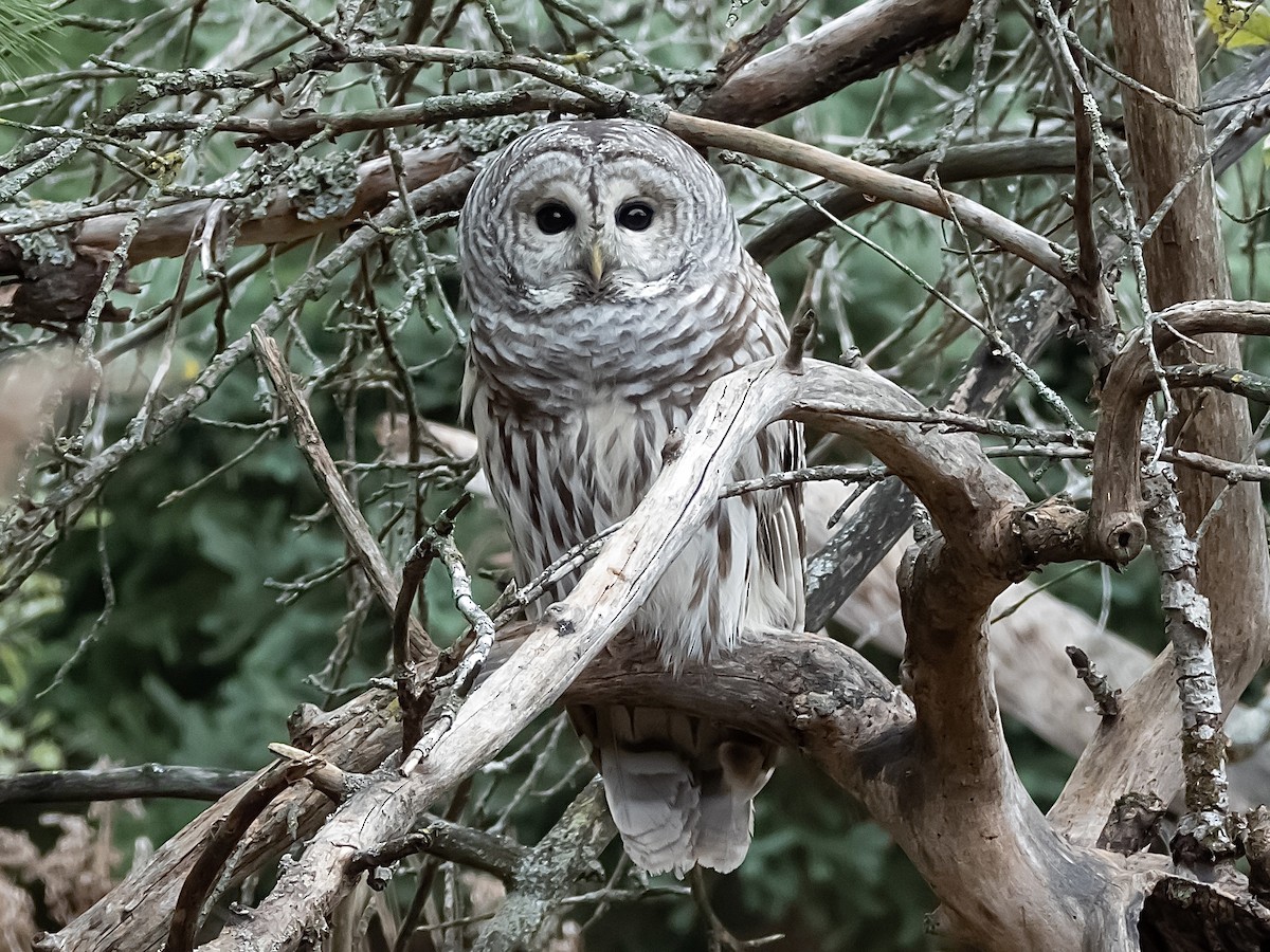 Streifenkauz - ML644617048