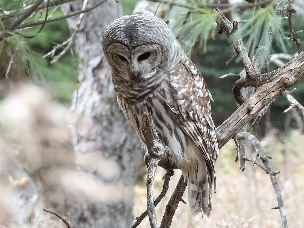 Streifenkauz - ML644617049