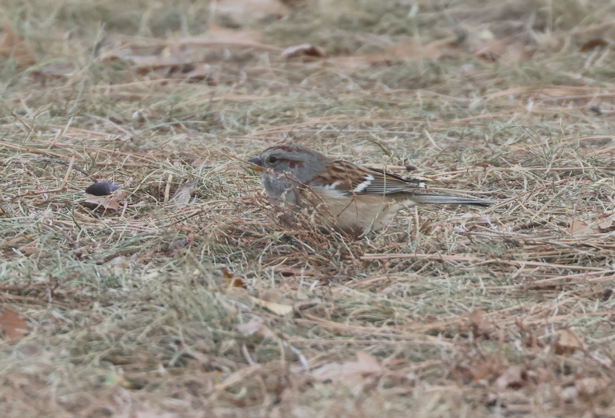 strnádka pokřovní - ML644617052