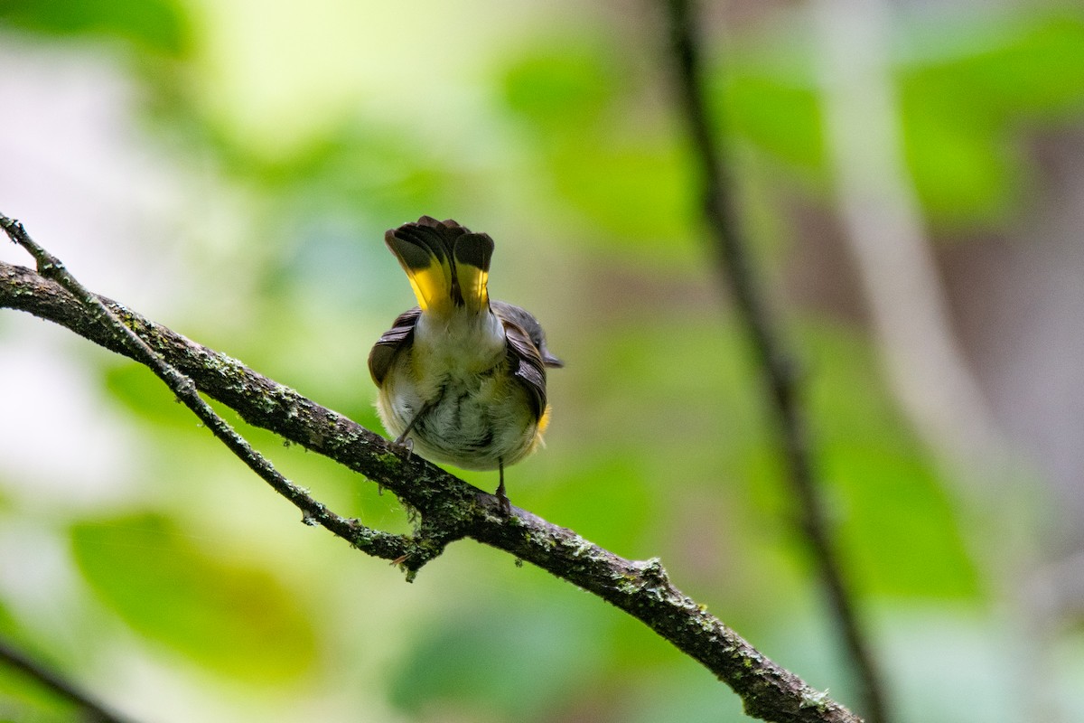 American Redstart - ML644617053