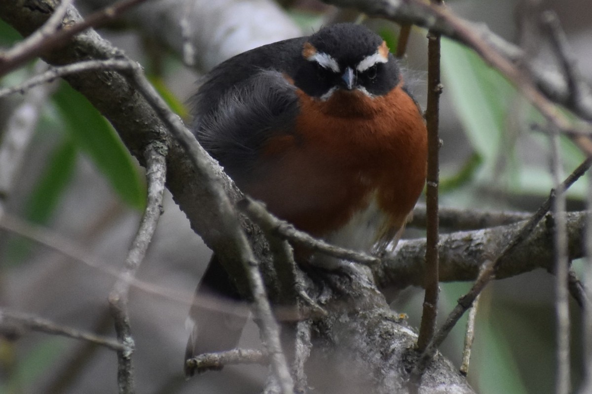 Black-and-rufous Warbling Finch - ML644617055