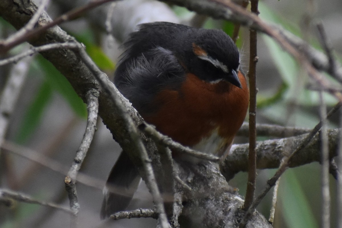 Black-and-rufous Warbling Finch - ML644617056