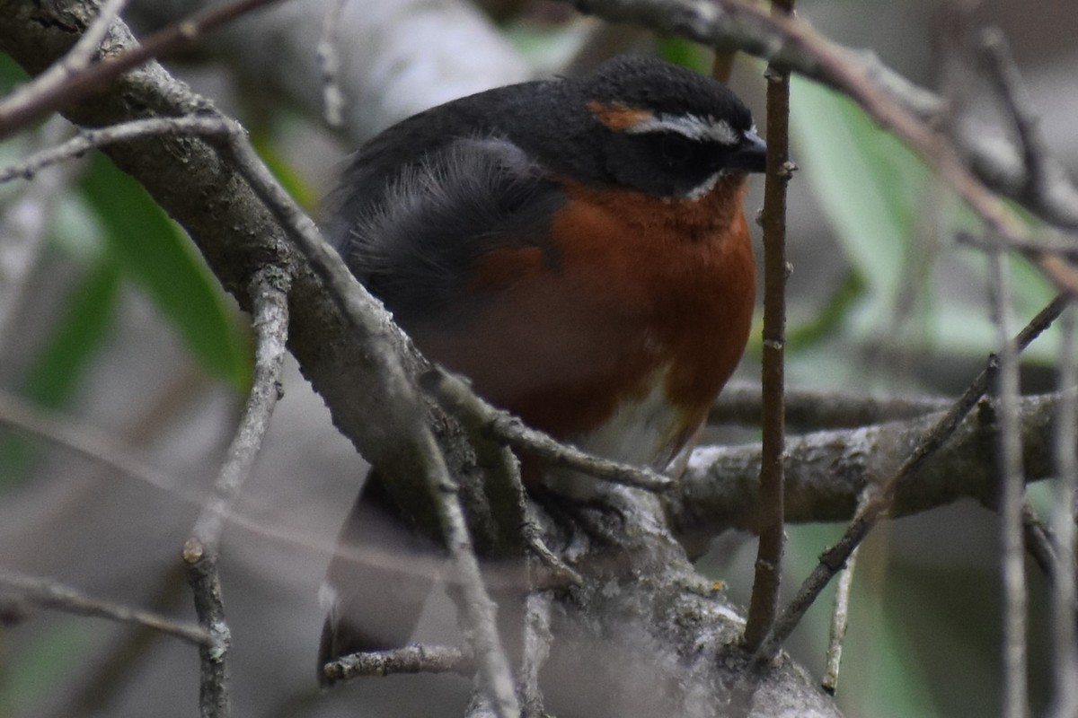 Black-and-rufous Warbling Finch - ML644617057