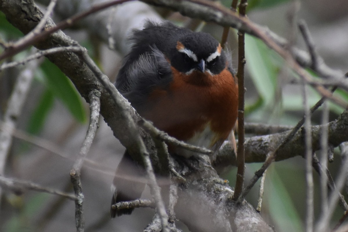 Black-and-rufous Warbling Finch - ML644617058