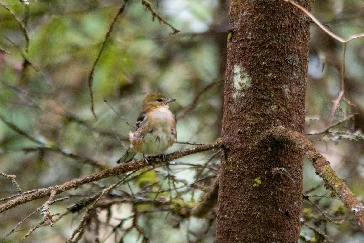 Bay-breasted Warbler - ML644617061