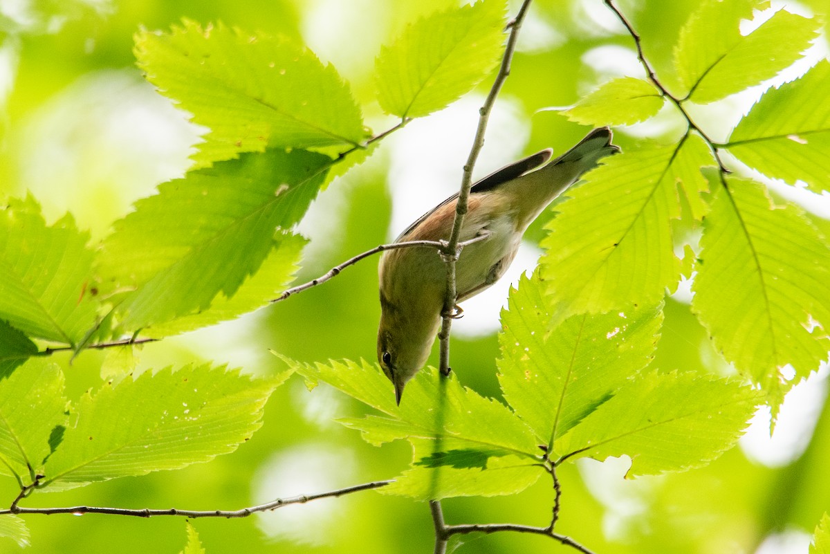 Bay-breasted Warbler - ML644617062