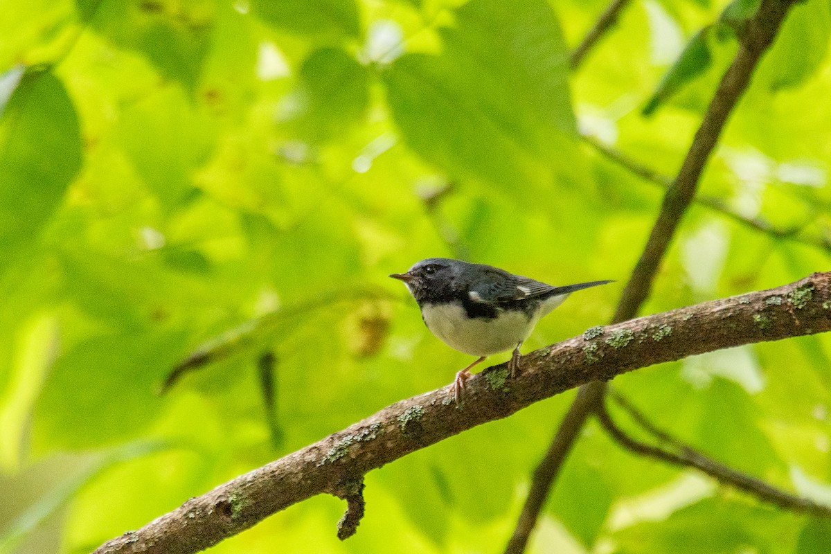 Black-throated Blue Warbler - ML644617068