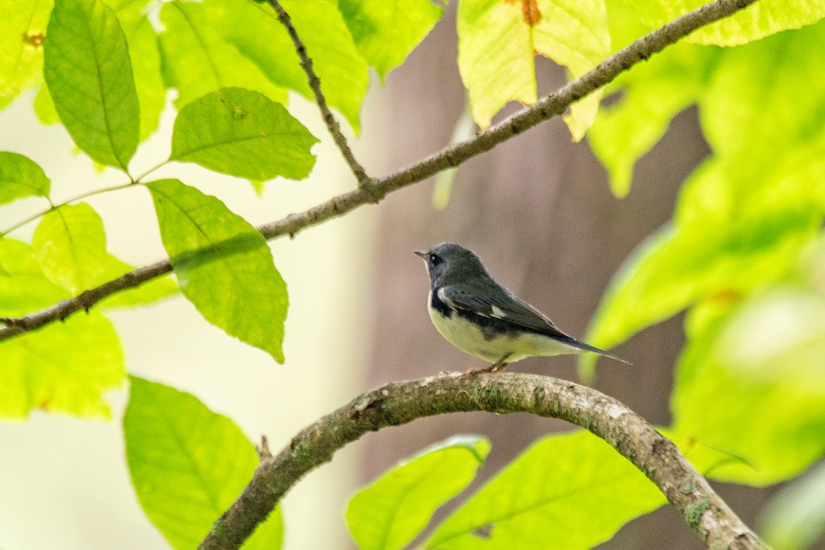 Black-throated Blue Warbler - ML644617070