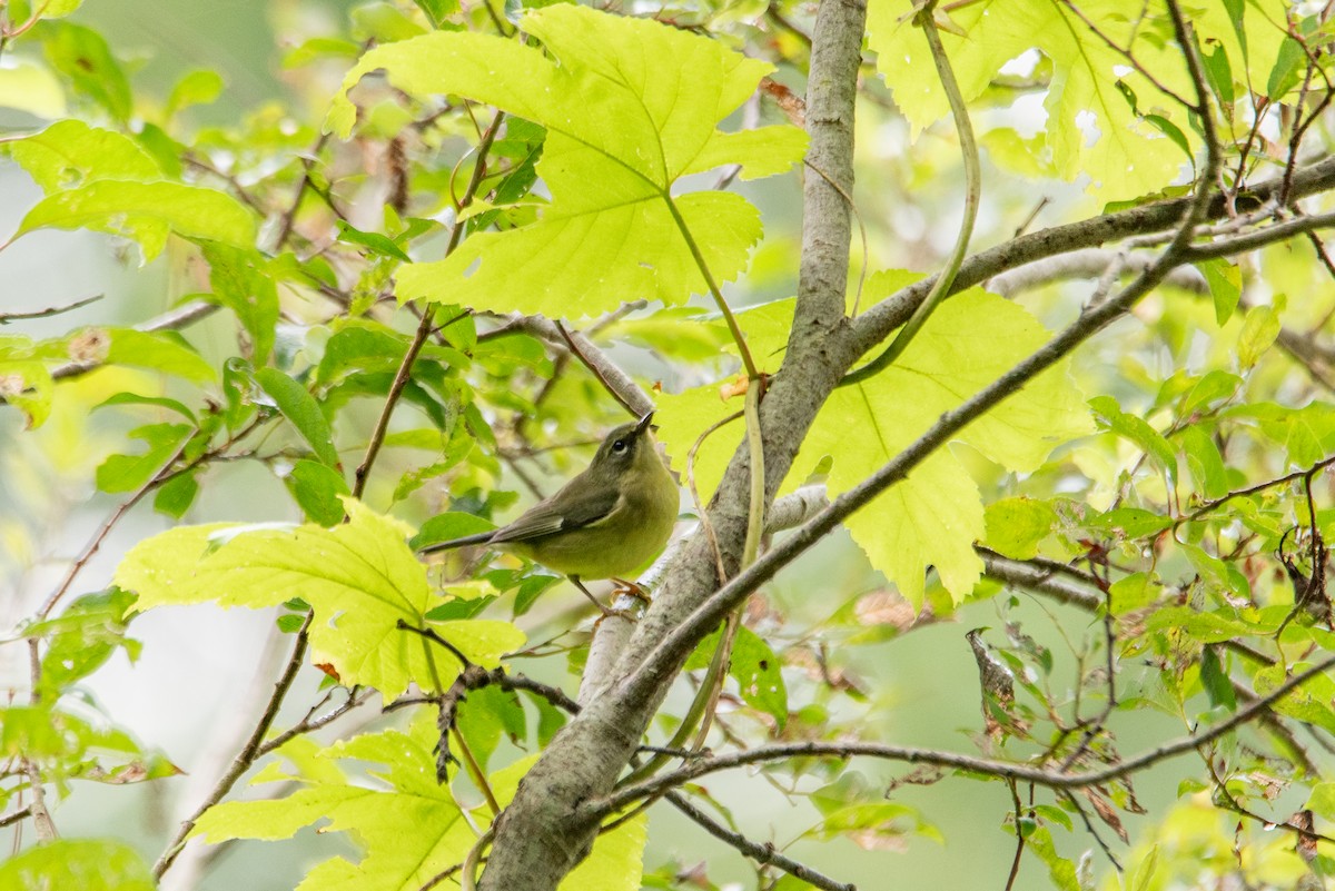 Black-throated Blue Warbler - ML644617071